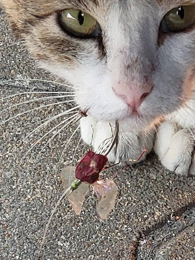 무창포에서 낚싯바늘에 입이 꿴 채 발견된 고양이 [낚시하는 시민연합 제공]
