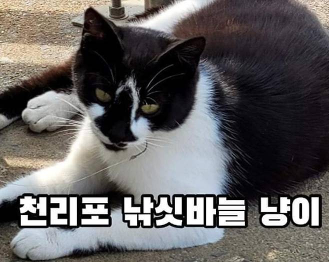 [동물구조 119 캡처]