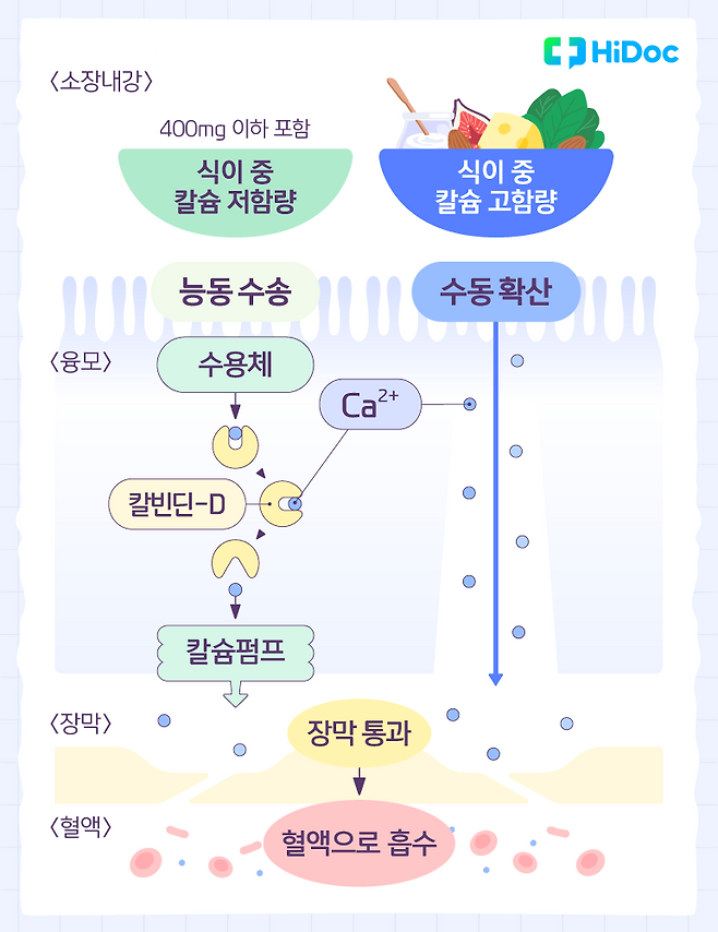 칼슘이 흡수되는 과정 | 출처: 하이닥