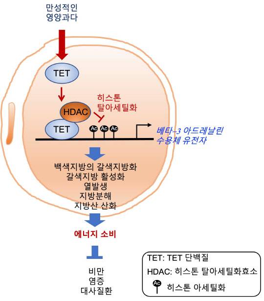 UNIST는 TET 단백질을 억제하면 백색지방세포가 갈색지방세포로 바뀌어 열량 소비를 촉진해 비만을 막는다는 사실을 밝혀냈다. 사진은 TET 단백질에 의한 베타3 아드레날린 수용체 발현 조절 원리와 이를 억제한 대사질환 치료 전략 모식도.



UNIST 제공