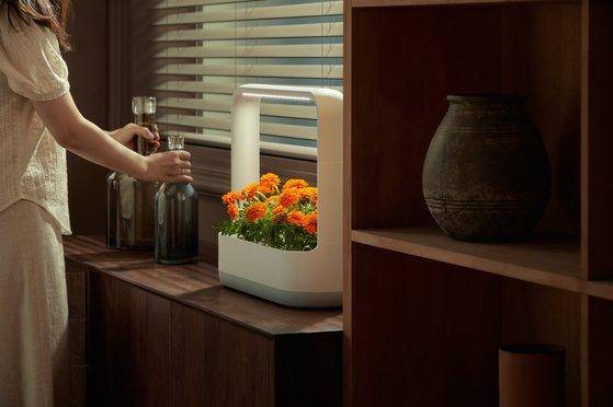 LG전자 식물재배기 '틔운 미니'. LG전자