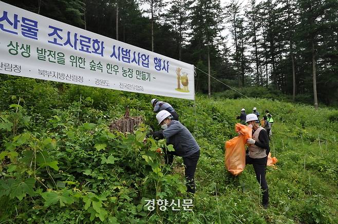 지난 24 일 강원 홍천군 국유림에서 산림청, 전국한우협회, 강원도, 홍천군 관계자들이  칡덩굴 등 덩굴식물을 제거하는 작업을 진행하고 있다. 산림청 제공