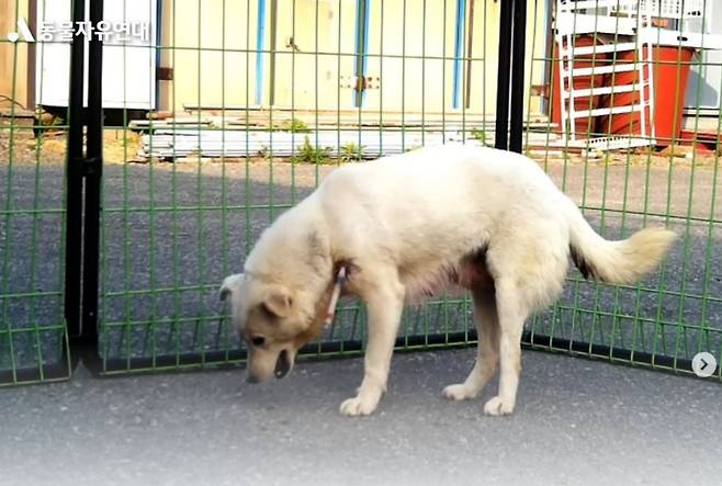 지자체가 포획 시도하느라 발사한 마취총 주사기가, 어깨에 꽂힌 채 길을 떠돌아다녔던 유기견 '가온이'. 임신한 터라 그 상태로 출산까지 해야했다./사진=동물자유연대