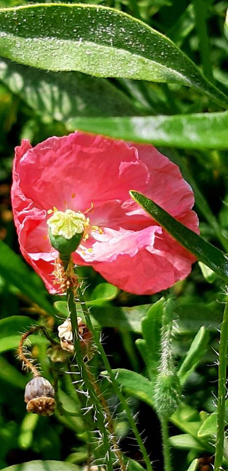 붉은 꽃양귀비 꽃. 지난해 5월 서울 용산 무궁화동산에서 촬영