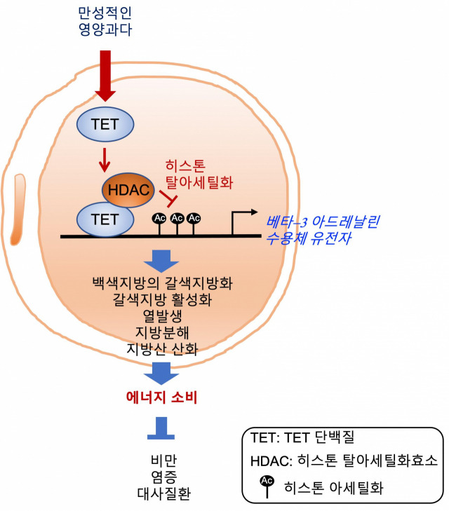 TET 단백질에 의한 베타3 아드레날린 수용체 발현 조절 원리와 이를 억제한 대사질환 치료 전략 모식도. 모식도=유니스트