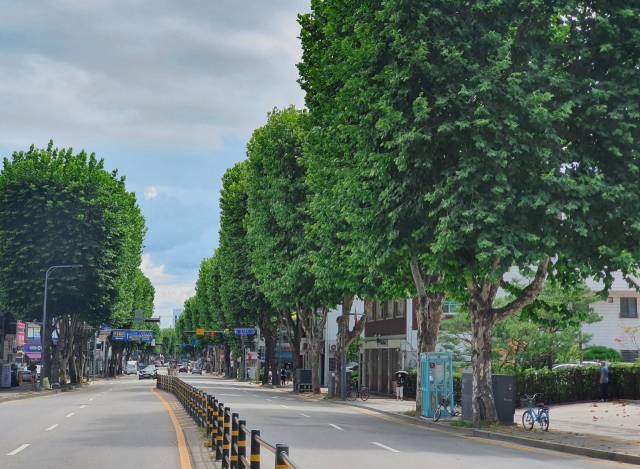 경기 수원시 팔달구 인계동에 조성된 양버즘나무길. 사진 제공=산림청