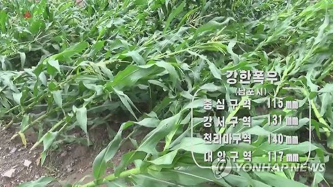 북한 사리원시 등에 폭우…강풍에 쓰러진 농작물 (서울=연합뉴스) 조선중앙TV는 지난 25일 사리원시와 황해북도, 남포시 등에 많은 비가 내렸다고 26일 보도했다. 거센 바람을 동반한 비에 농작물이 쓰러져 있다.[조선중앙TV 화면] 2022.6.26 
    [국내에서만 사용가능. 재배포 금지. For Use Only in the Republic of Korea. No Redistribution] nkphoto@yna.co.kr