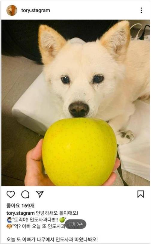 윤석열 당시 국민의힘 대선주자가 지난해 10월 전두환 전 대통령 옹호 논란과 관련해 유감을 표명하기 전 SNS에 사과 사진을 올려 또 논란을 빚었다. 김건희 여사 측근의 작품으로 알려져 있다. [사진 반려견 SNS 토리스타그램 캡처]