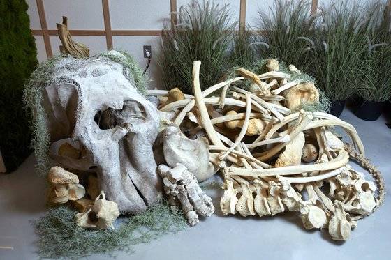 거대한 아시아코끼리의 전신골격 표본이 동물 표본수장고 바닥에 전시돼 있다.