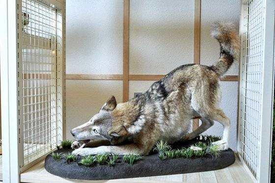 뼈다귀를 물고 있는 모습이 사실적인 말승냥이 박제.