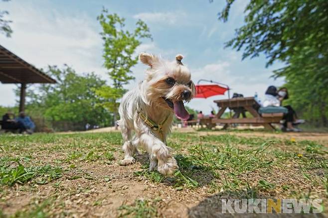 인천대공원 반려견놀이터.