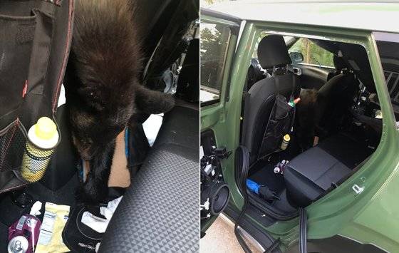 음식물을 찾으러 차 안에 들어갔다가 문이 잠겨 폭염에 질식사한 흑곰. TWRA 페이스북 캡처
