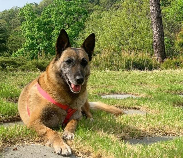 군견에서 퇴역한 벨기에 말리노이즈 ‘유이’의 모습. 2018년 퇴역견을 입양해 돌봤던 조정아씨는 그 퇴역견의 새끼들인 ‘유이’와 ‘유천’이 지난해 퇴역 후 분양 대상에 오르자 지난 2월 육군 훈련소를 통해 입양했다. 조정아씨 제공