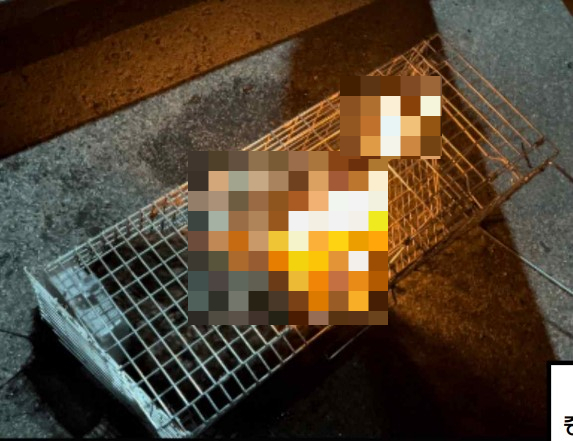지난 1월 온라인 커뮤니티 디시인사이드 '야옹이 갤러리'에는 고양이를 산 채로 불 태우는 영상이 올라왔다. /사진제공=동물권단체 카라
