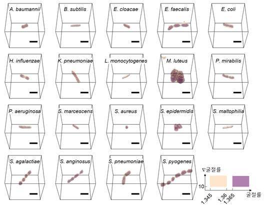 [대전=뉴시스] KAIST 기술로 확보한 총 19가지 주요 혈액감염균 균종별 굴절률 영상. *재판매 및 DB 금지