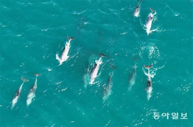 23일 오후 제주 서귀포시 대정읍지역 연안에서 남방큰돌고래 무리가 유영하는 모습이 포착됐다. 해상풍력발전, 돌고래 선박관광 등으로 남방큰돌고래 서식처가 위협받고 있다는 주장이 제기되고 있는 가운데 남방돌고래에 법인격을 부여하는 ‘생태법인’ 지정에 대한 논의가 이뤄지고 있다. 임재영 기자 jy788@donga.com