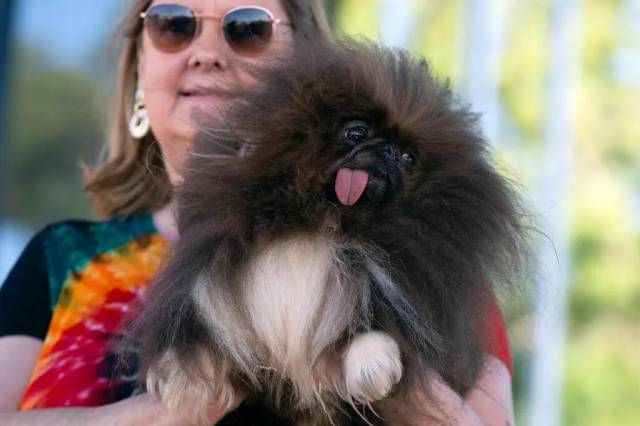 대회에서 2위를 차지한 ‘와일드 탱’. 게티이미지