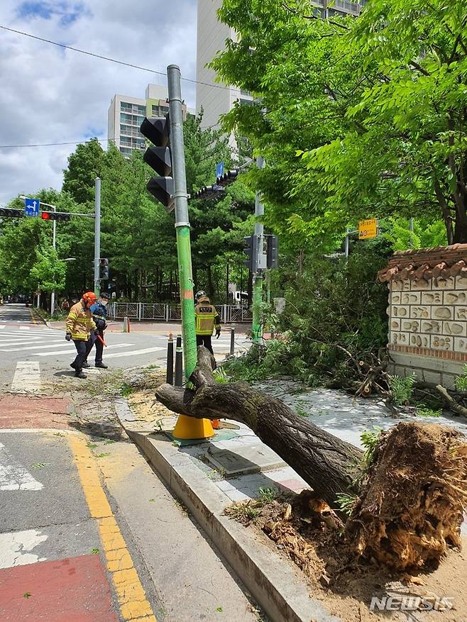 [청주=뉴시스] 조성현 기자 = 28일 오전 충북 청주시 서원구 분평동 한 인도에서 강풍에 나무가 쓰러져 소방당국이 안전 조치를 하고 있다. (사진=청주서부소방서 제공) 2022.06.28. photo@newsis.com *재판매 및 DB 금지