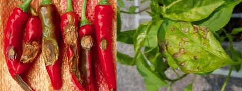 고추탄저병(왼쪽부터),&nbsp;토마토반점위조바이러스에 걸린 식물체.