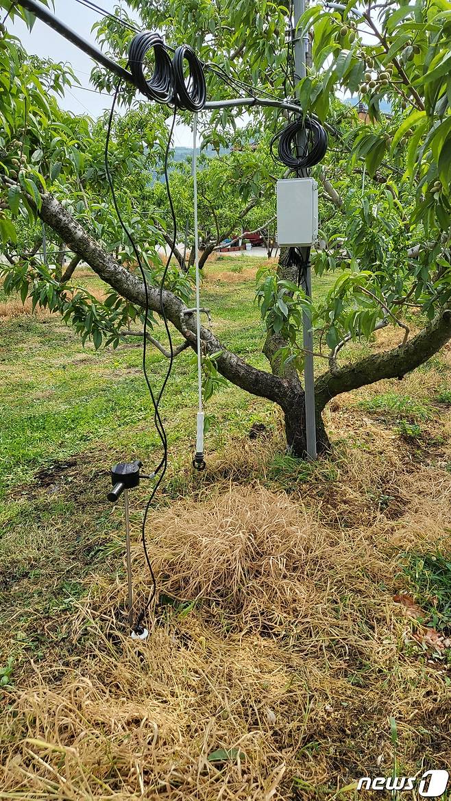 29일 충북 음성군은 스마트 관개시스템 시범 사업을 추진한다고 밝혔다. 사진은 감곡면 주천리 복숭아 재배 농가 과원에 설치한 관개시스템 모습.(음성군 제공)2022.6.29/© 뉴스1