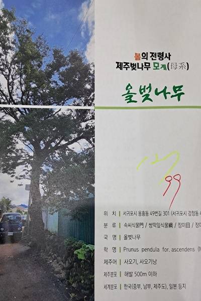 100년 이상된 나무들의 이야기와 자료를 모아 올해 발간 예정인 ‘노거수 이야기’ 편집 자료.(사진=제주생명의숲 제공)