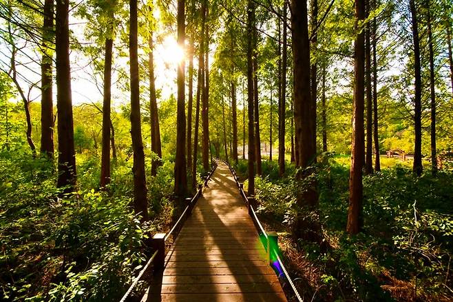 경기 오산시 경기도립 물향기 수목원.경기도제공