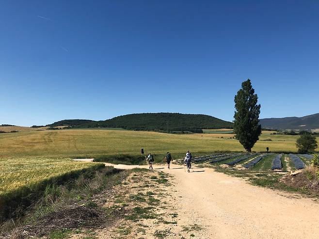 비야투에르타를 지나 예스테야 가는 길에 끝없이 펼쳐진 밀밭 사이를 순례자들이 걷고 있다.