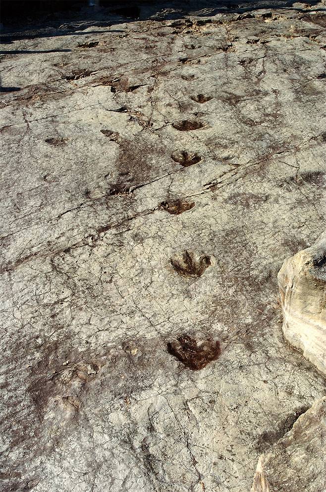 화순 서유리에서 발굴된 공룡 발자국 화석. 전남대 제공
