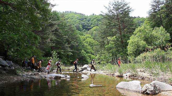 국내 최대 소나무 군락지와 계곡이 조화를 이룬 금강소나무숲길을 방문객들이 걷고 있다.