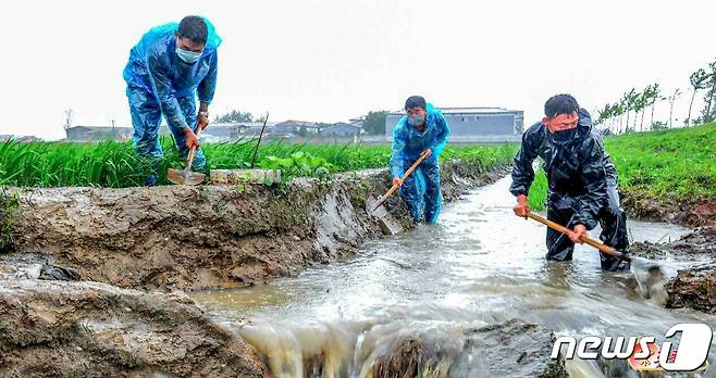 (평양 노동신문=뉴스1) = 북한 노동당 기관지 노동신문은 30일 "각지 농업부문 일꾼들과 근로자들이 배수양수설비 가동, 비배관리대책 마련, 포전둘레 물도랑 치기 등 농작물을 최대로 보호하는데 모를 박고 큰물(훙수) 피해를 막기 위한 투쟁을 긴장하게 벌이고 있다"고 전했다. [국내에서만 사용가능. 재배포 금지. DB 금지. For Use Only in the Republic of Korea. Redistribution Prohibited] rodongphoto@news1.kr