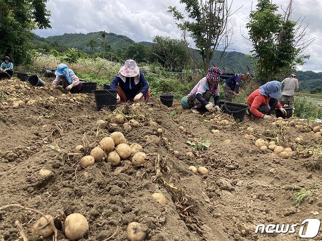 충북 옥천군 안내면 농민들이 감자를 수확하고 있다. © 뉴스1