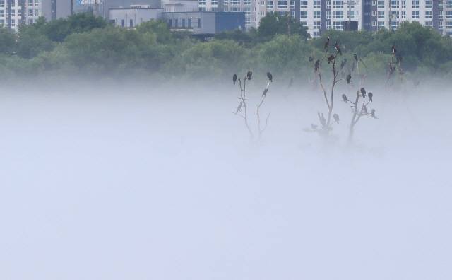 ▲ 전국 곳곳에서 장맛비가 이어지는 29일 오후 강원 춘천시 소양강 위로 물안개가 짙게 피어오르고 있다.[연합뉴스]