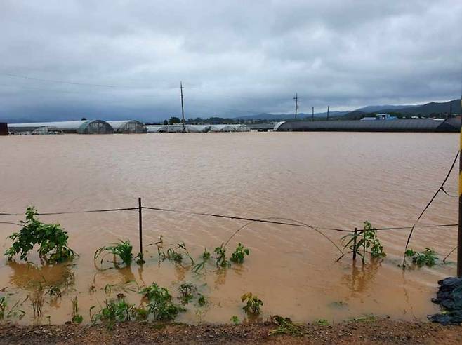 충남 서산 해미면 반양리 일부 논이 침수된 모습. ｜ 서산시 제공