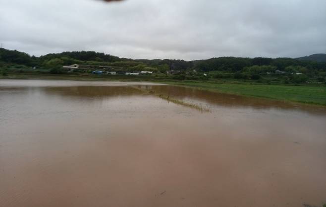 충남 서산 대산읍 일부 논경지가 침수된 모습. ｜ 서산시 제공