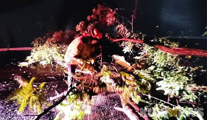 원주시 소초면 장양리 도로 나무쓰러짐