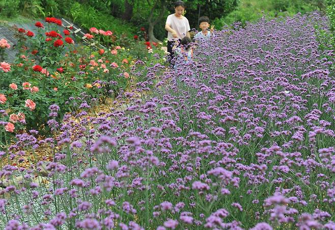 달빛여행정원에 핀 버들마편초 / 사진제공=담양군청
