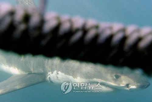 철창(shark cage)에 접근한 백상아리  [EPA 연합뉴스 자료사진]