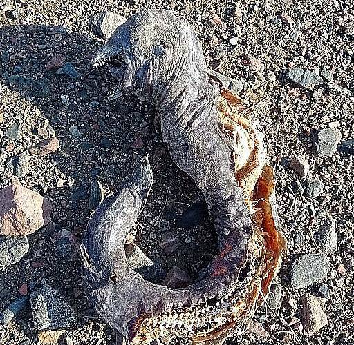 이집트 시나이 반도에 있는 가브리엘-빈트 해변에서 괴생명체의 사체가 발견됐다. (사진=@BeaumontDMD 트위터)