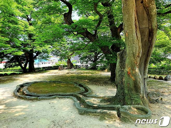 포석정. 별궁 건물이 사라지고 주변에 마을이 들어서서, 예전의 운치는 알 길이 없다. 돌수로 옆 느티나무 거목도 외과수술 흔적이 깊다 © 뉴스1