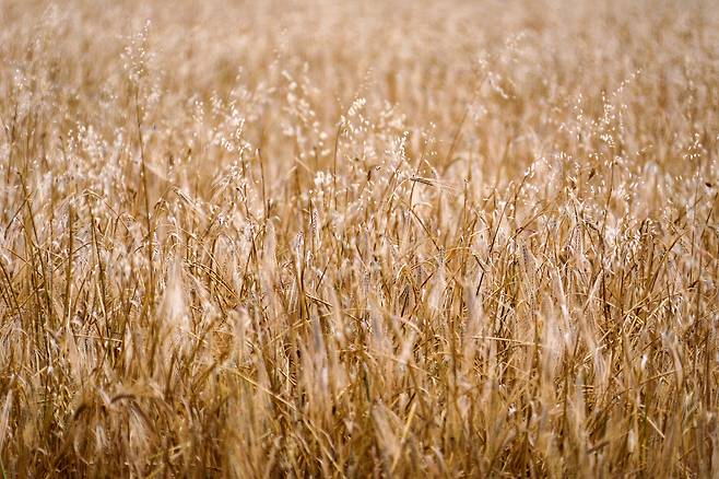 러시아 남부의 밀밭.