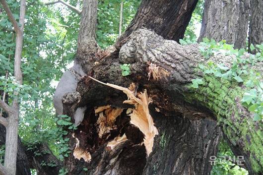 1일 파손된, 서울 명륜동 명륜당 천연기념물 은행나무. 유교신문 제공