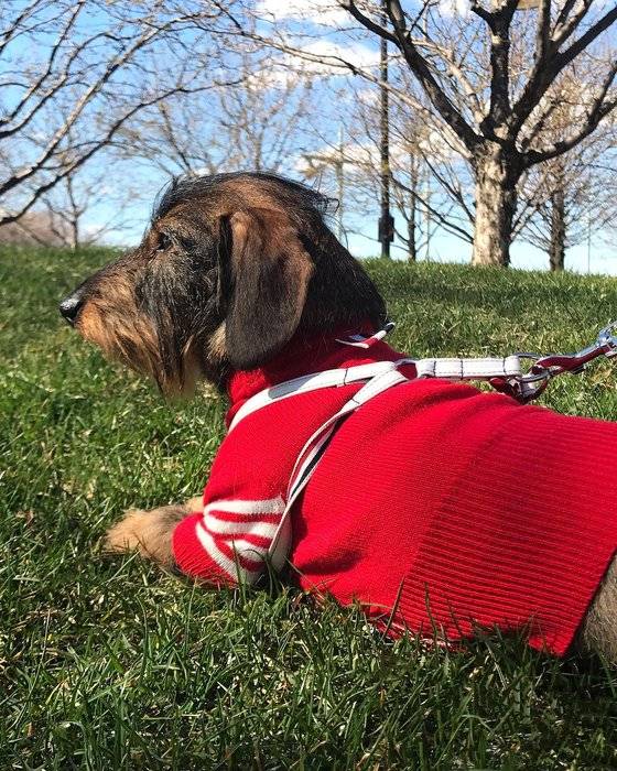 톰 브라운은 자신의 반려견을 위한 의류 컬렉션을 지난 2016년 선보였다. [사진 헥터브라운 인스타그램]