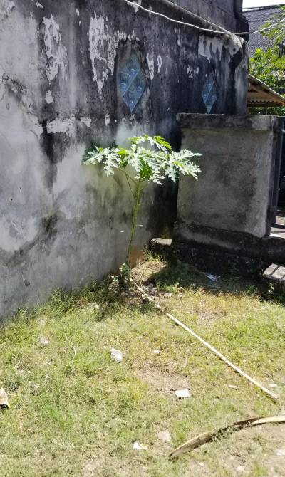 발리의 어느 상가 주차장에서 꿋꿋이 자라고 있는 파파야.