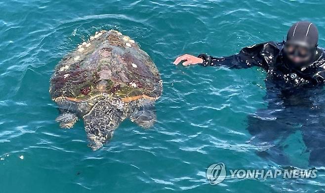 죽은 채 발견된 붉은바다거북 (강원 고성=연합뉴스) 1일 오전 강원 고성군 아야진항 인근 해상에서 붉은바다거북 한 마리가 죽은채 표류하는 것이 발견돼 신고를 받고 출동한 해경이 수거했다. 붉은바다거북은 해양보호생물종으로 해경은 이를 국립해양생물자원관에 연구목적으로 인계했다.
    2022.7.1
    [속초해경 제공·재판매 및 DB 금지] momo@yna.co.kr