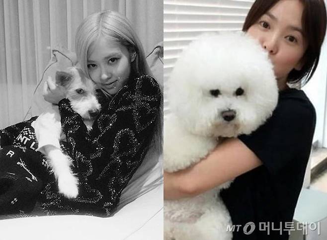 그룹 블랙핑크 로제와 반려견 행크, 배우 송혜교와 반려견 루비./사진=로제, 송혜교 인스타그램