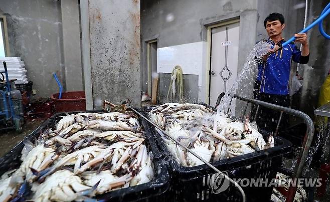 연평도 꽃게 [연합뉴스 자료사진]