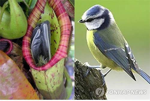 새 잡아먹는 '네펜데스' [연합뉴스 자료사진. DB 및 재판매 금지]