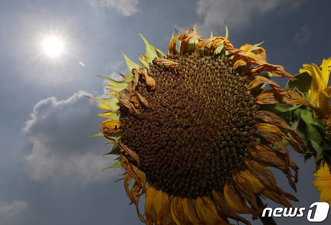 전국 대부분 지역에 폭염특보가 발효된 3일 오후 경기 안성시 농협안성팜랜드에 핀 해바라기가 고개를 숙이고 있다. 2022.7.3/뉴스1 © News1 김영운 기자