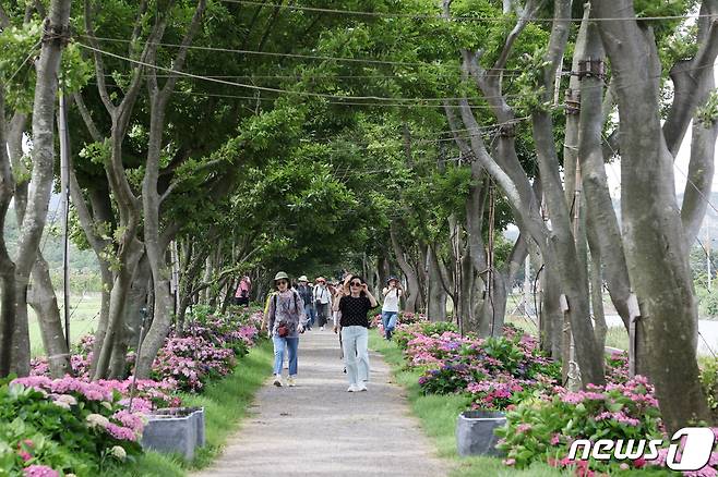 신안 도초도의 수국축제 기간 10리 팽나무길을 찾은 관광객들이 걷고 있다.© 뉴스1
