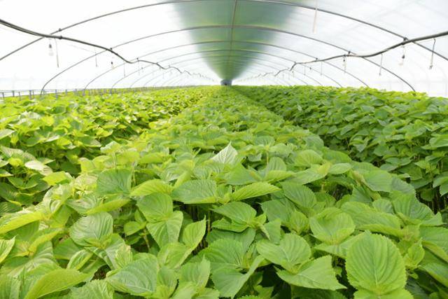 국내 최대 깻잎 주산지로 꼽히는 경남 밀양시 상동면 안인리 중섬들판의 깻잎 비닐 하우스. 수확을 앞둔 깻잎이 하우스를 가득 채우고 있다. 이동렬 기자